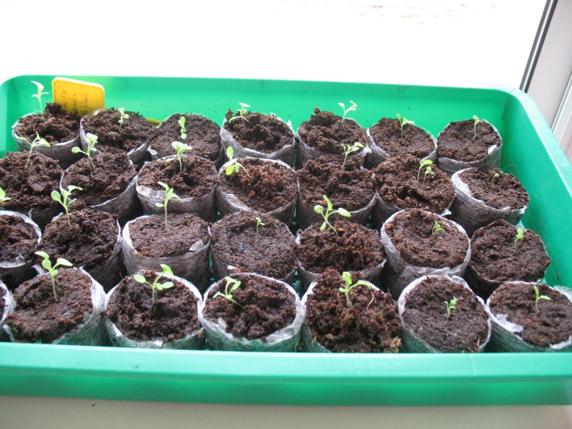 Comment faire pour avoir de beau Surfinia ?