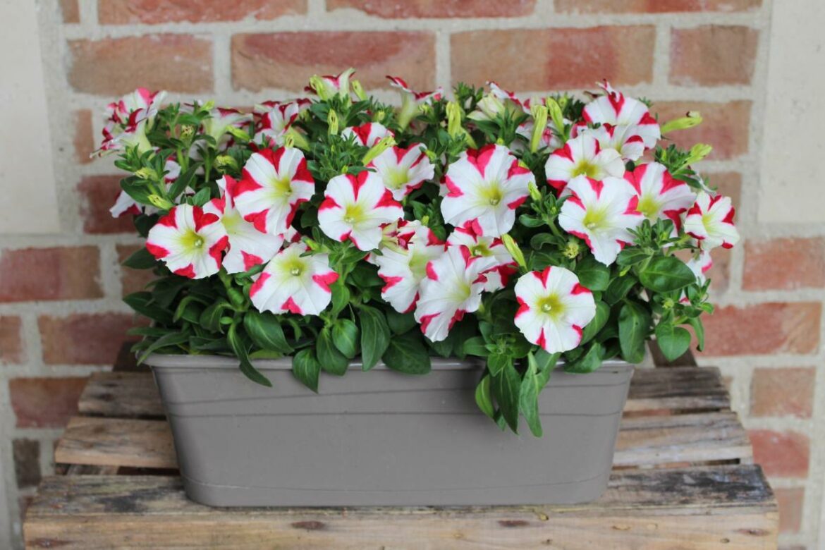 Comment faire pour avoir de beau pétunia ?