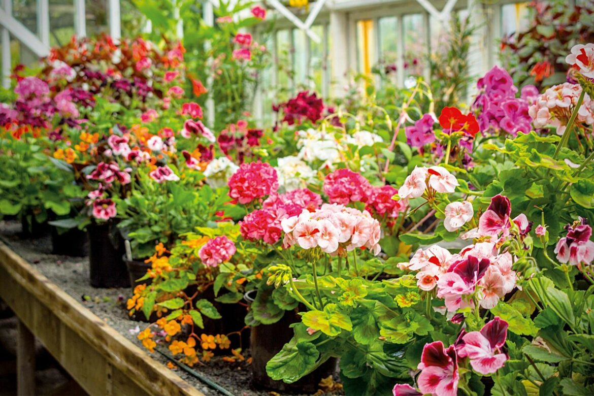 Comment faire pour avoir de beaux géraniums ?