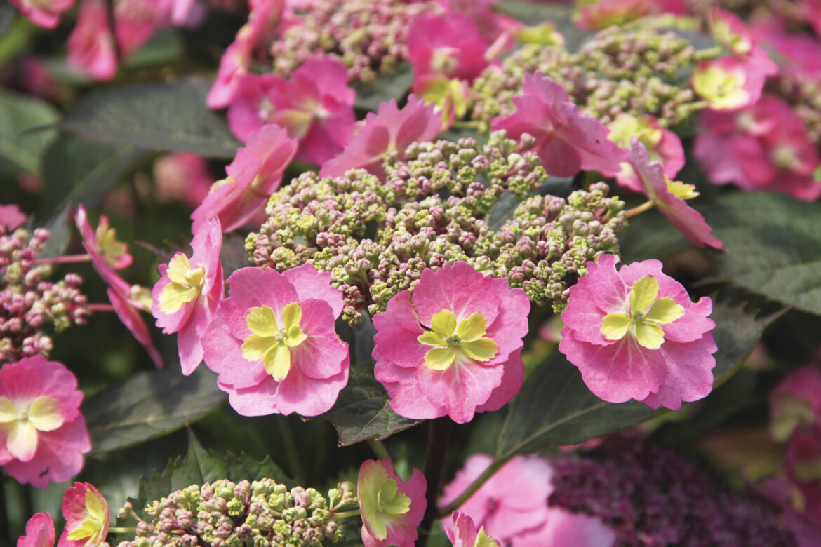 Comment faire pour avoir de beaux hortensias ?