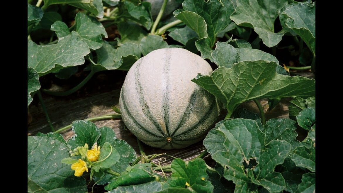 Comment faire pour avoir de beaux melons ?