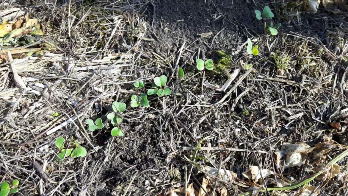 Comment faire pour avoir de beaux radis ?