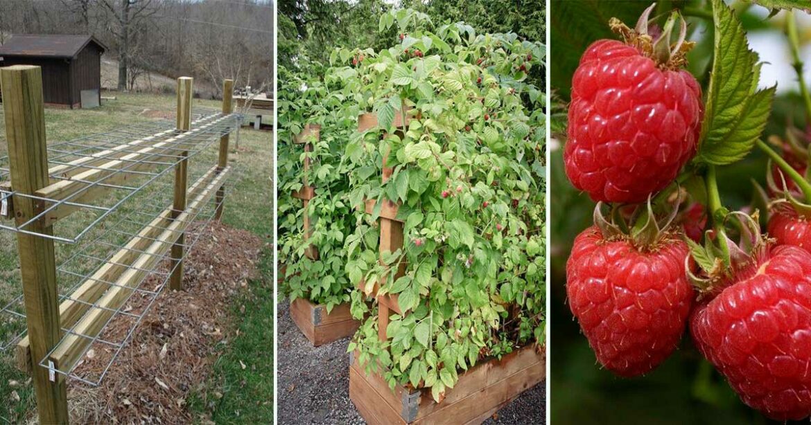 Comment faire pour avoir de belles framboises ?