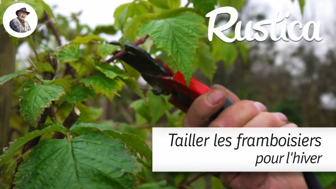 Comment faire pour avoir de belles framboises ?