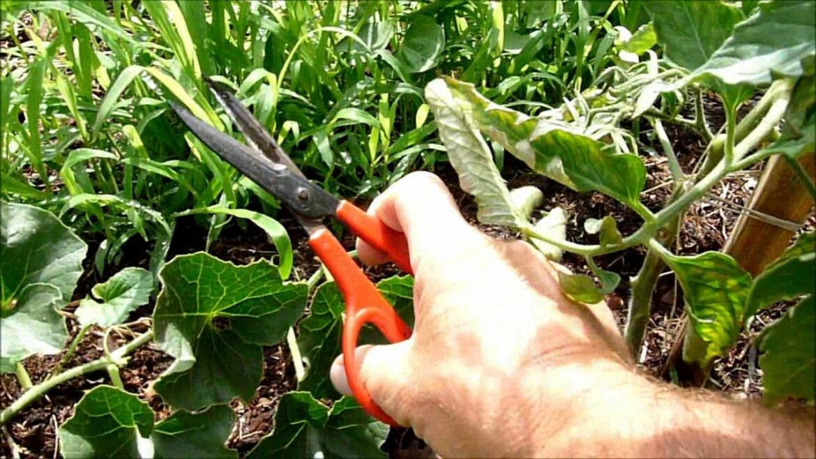 Comment faire pour avoir des melons sucrés ?