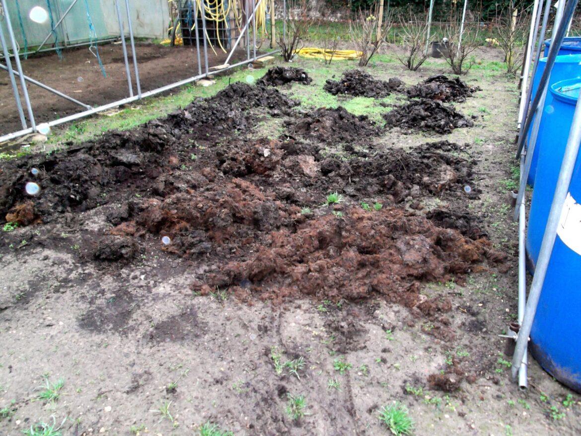 Comment faire pour avoir les plus grosses tomates ?