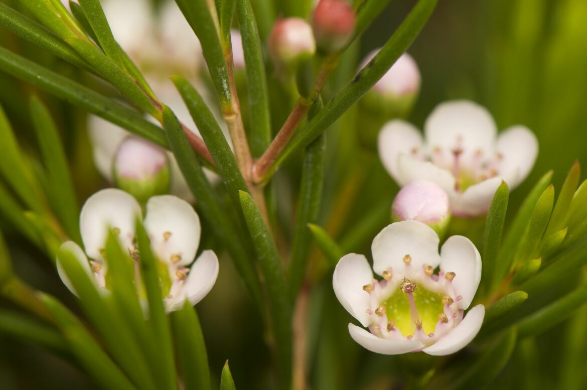 Comment faire pour faire fleurir mon Hoya ?