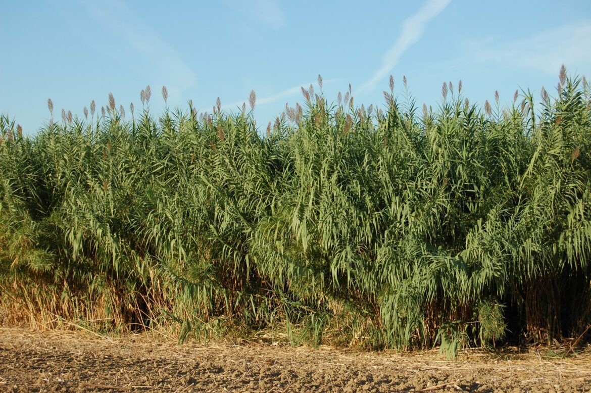 Comment faire pour que des cannas pousse ?