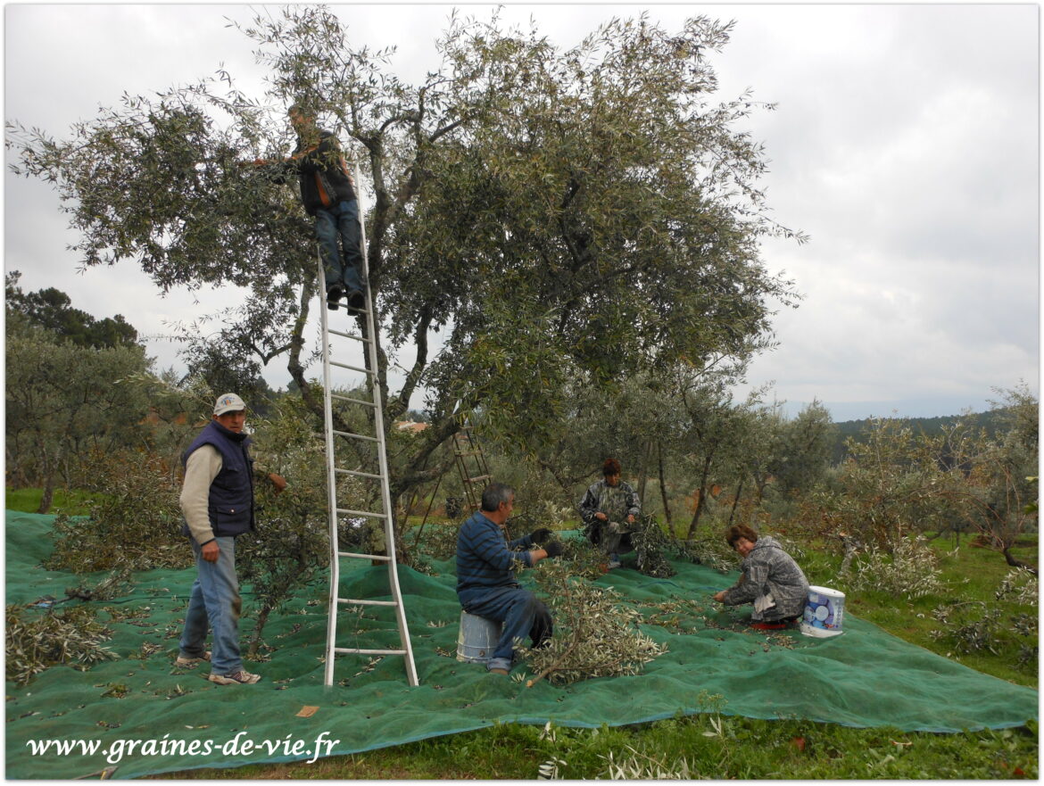 Comment faire pour rendre les olives comestibles ?
