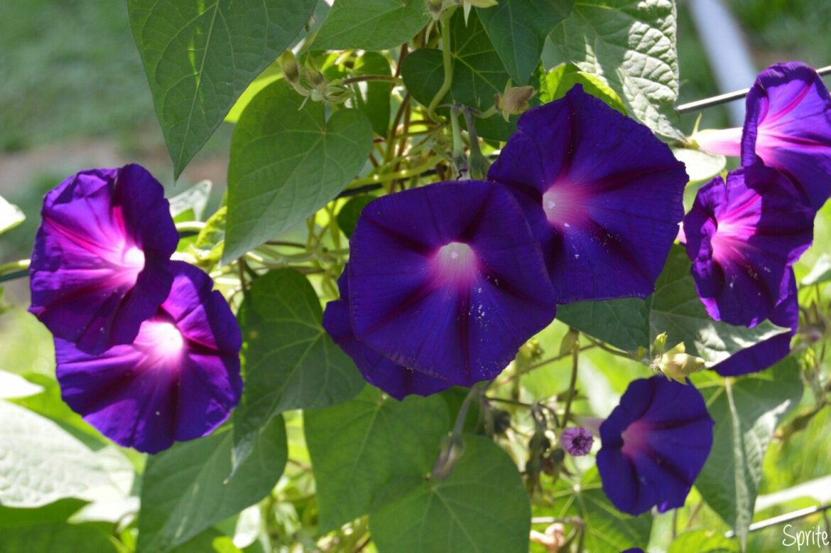 Comment faire pousser Volubilis ?