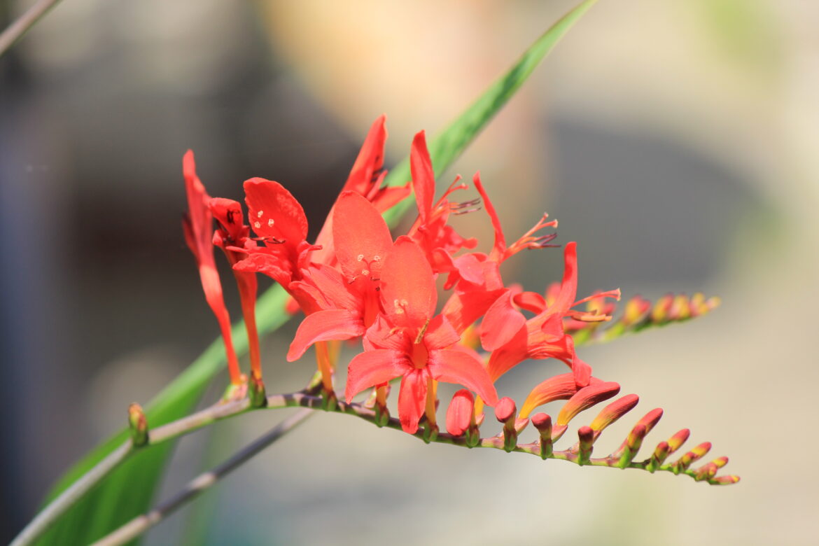 Comment faire pousser des crocosmia ?