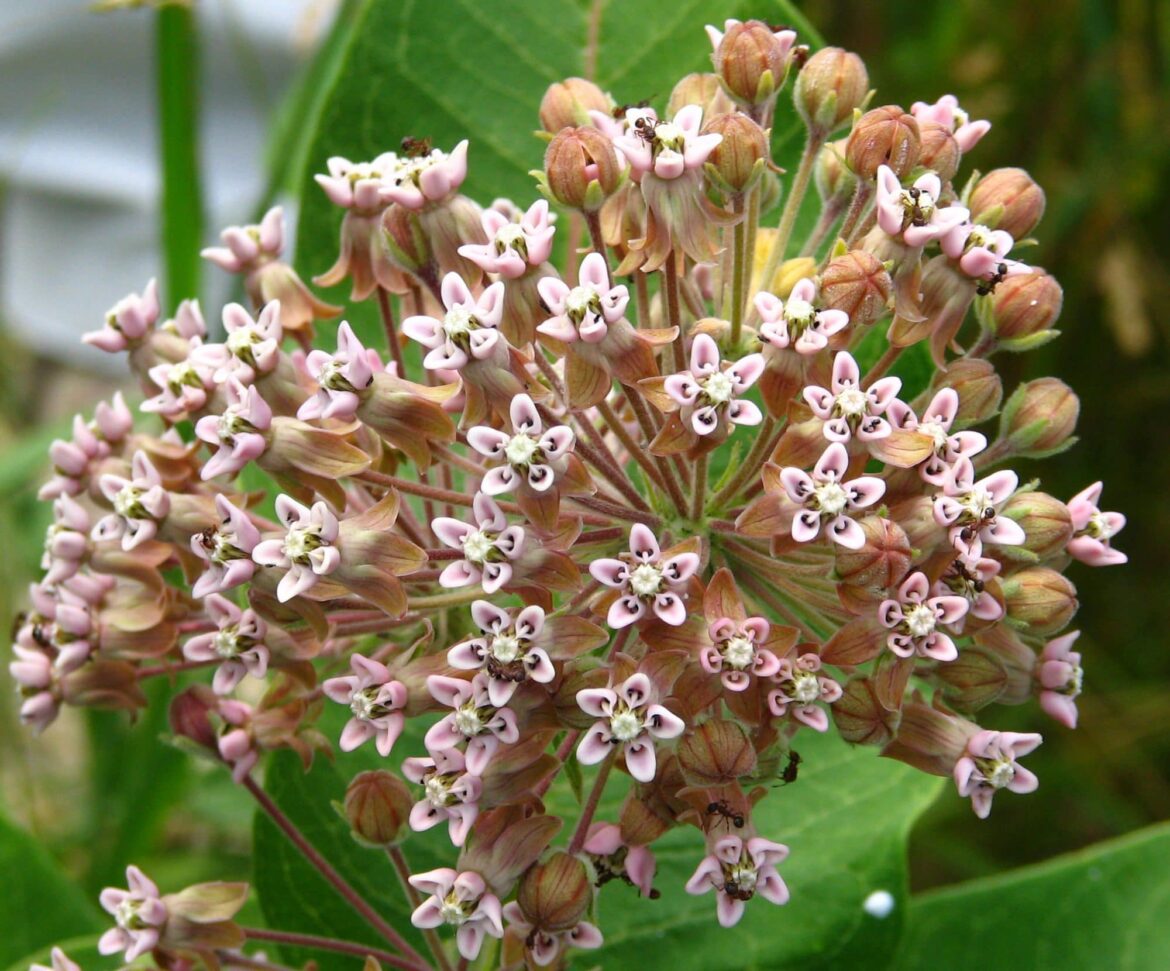 Comment faire pousser des graines de perruche ?