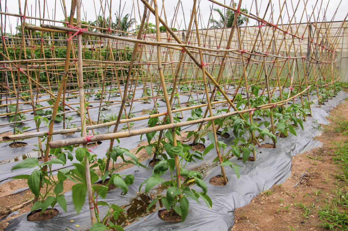 Comment faire pousser des lentilles dans son jardin ?