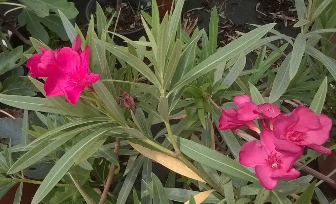 Comment faire pousser des racines à partir d'une branche ?