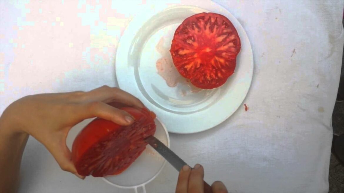 Comment faire pousser des tomates avec des tomates ?