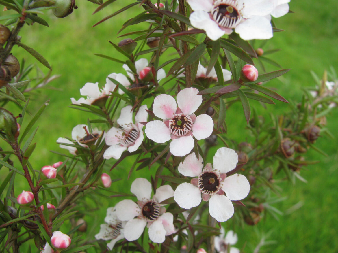 Comment faire pousser du thé ?