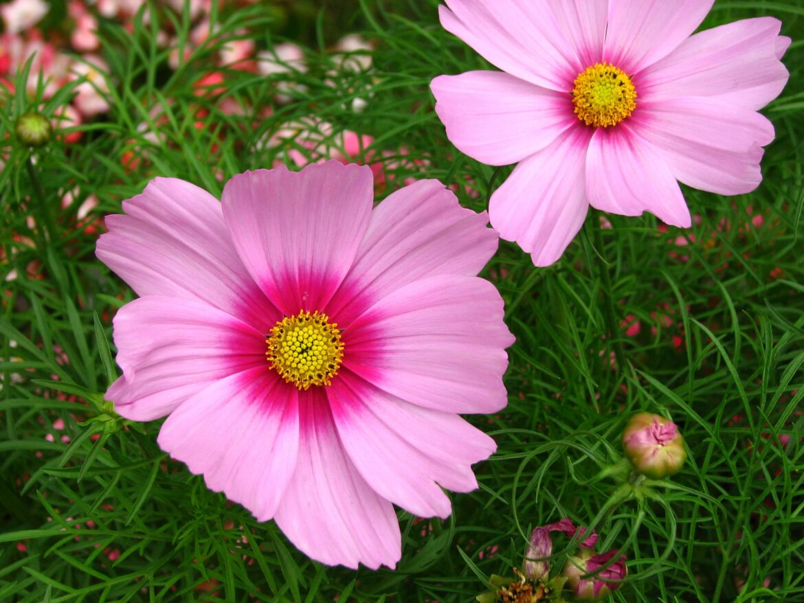 Comment faire refleurir des cosmos ?