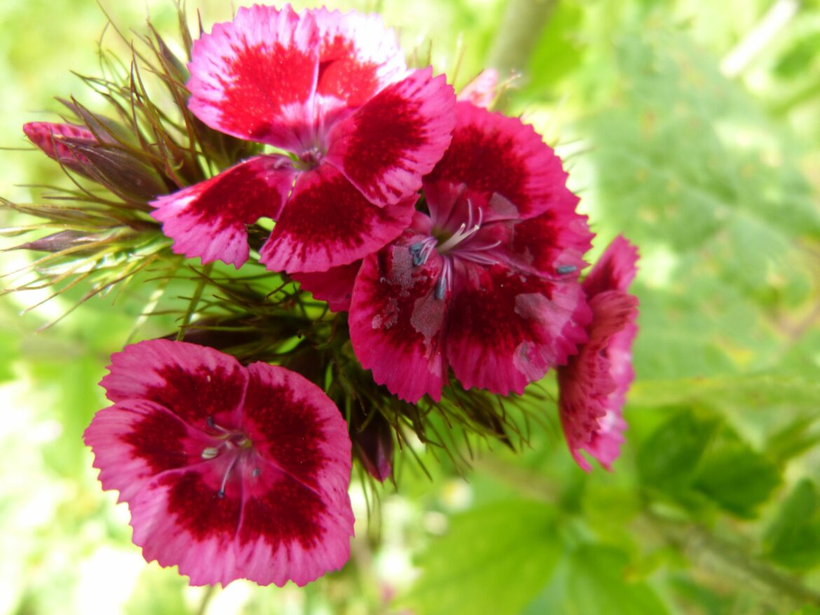 Comment faire refleurir des oeillets de poète ?