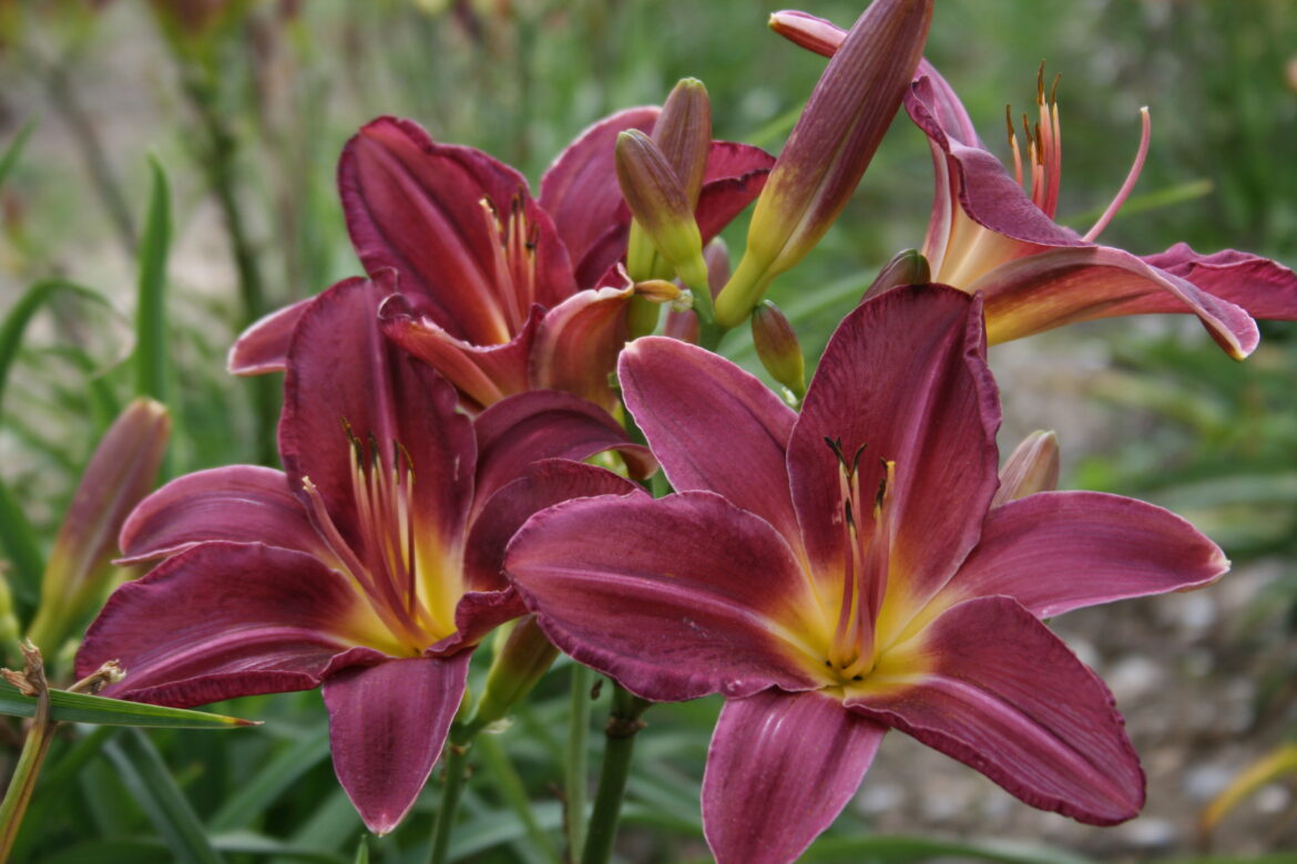 Comment faire refleurir les hémérocalles ?