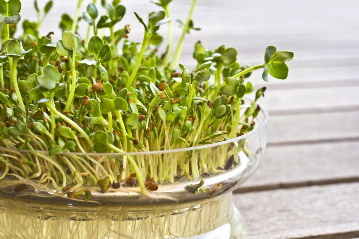 Comment faire refleurir les lupins ?