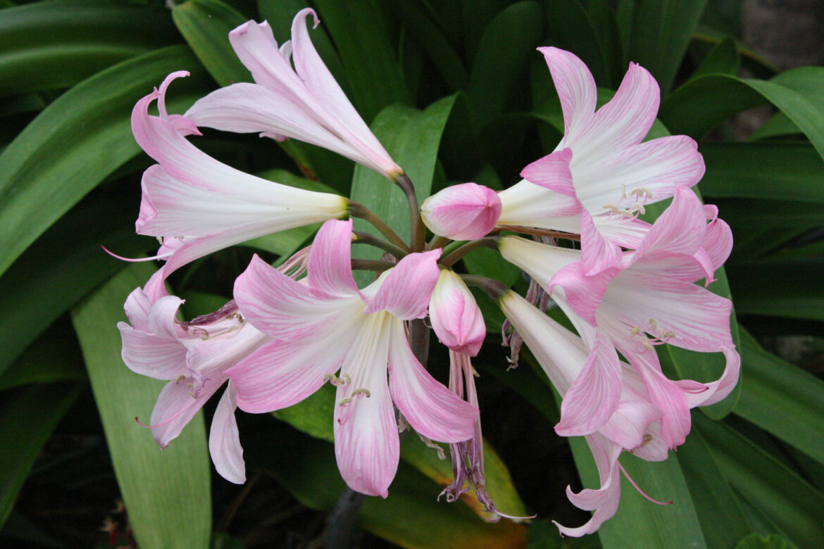 Comment faire refleurir un bulbe d'amaryllis ?