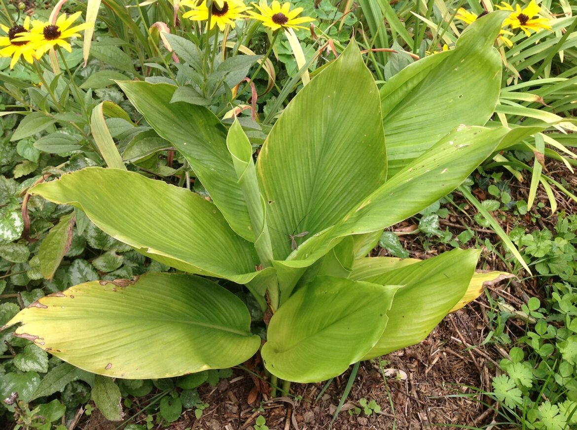 Comment faire refleurir un curcuma ?