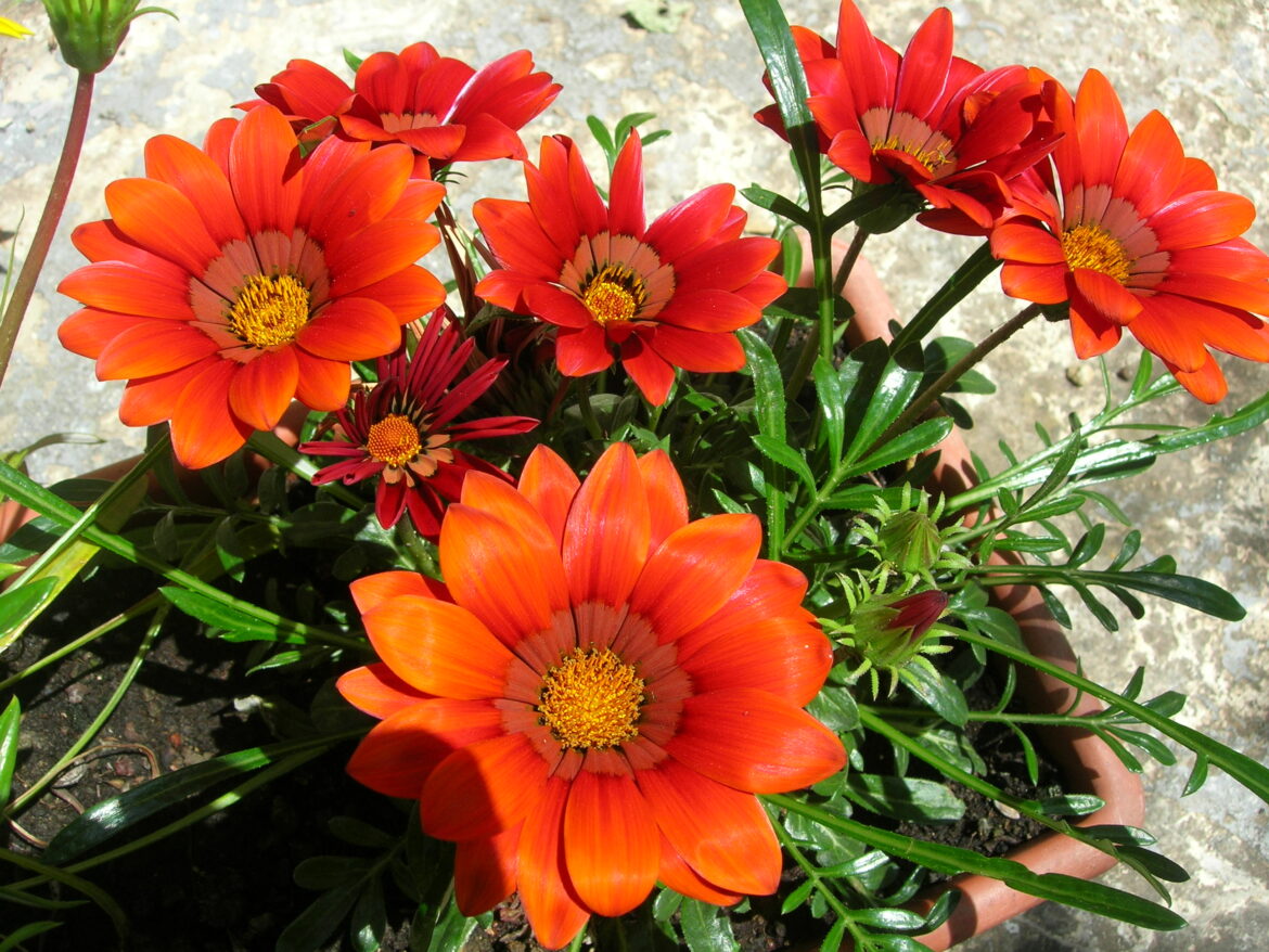 Comment faire refleurir un gazania ?