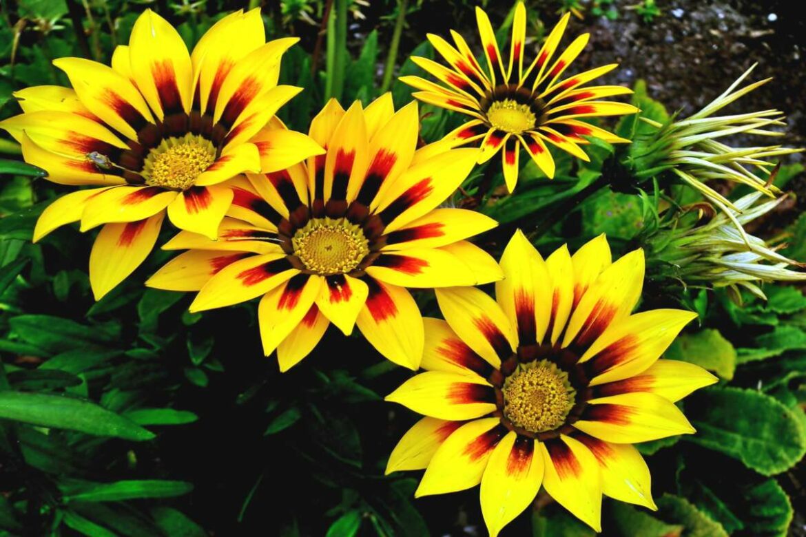 Comment faire refleurir un gazania ?