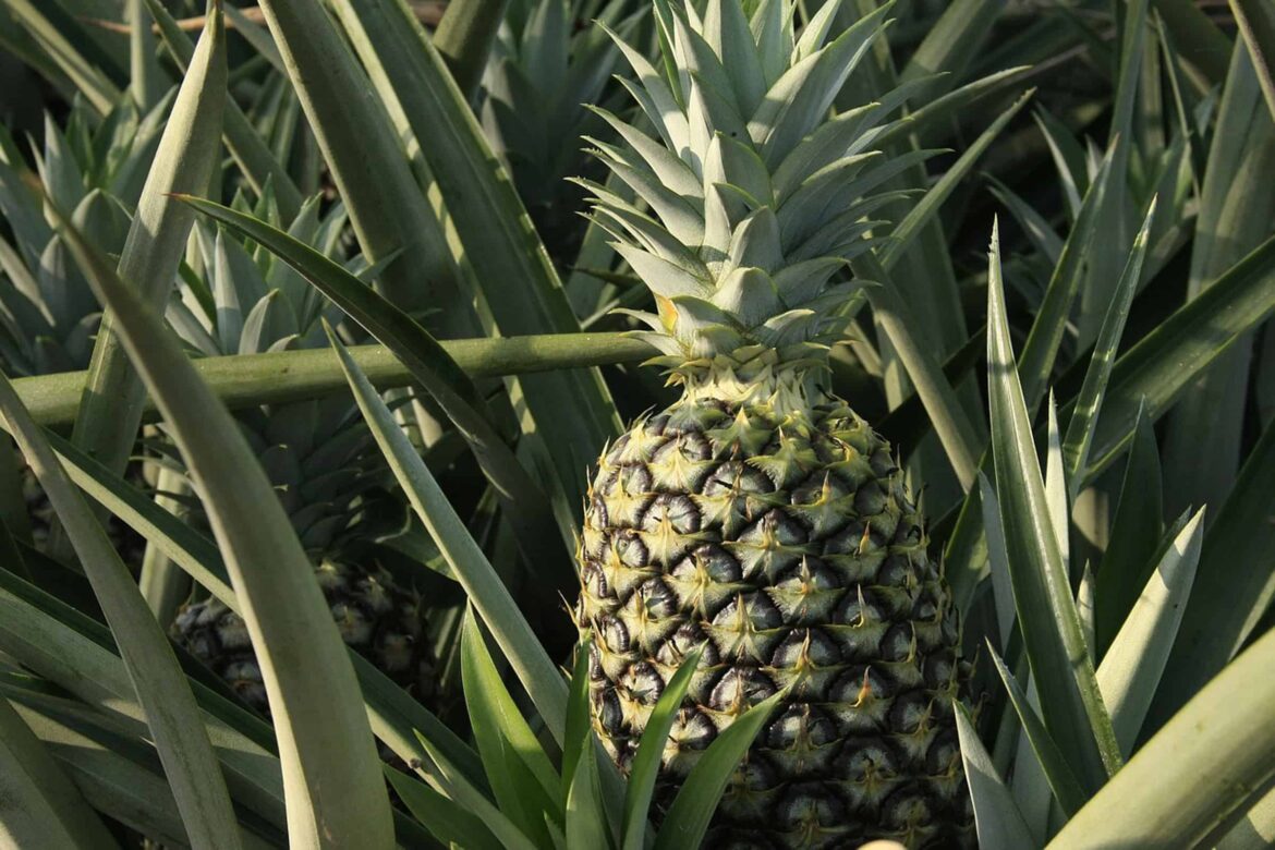 Comment faire refleurir une plante ananas ?