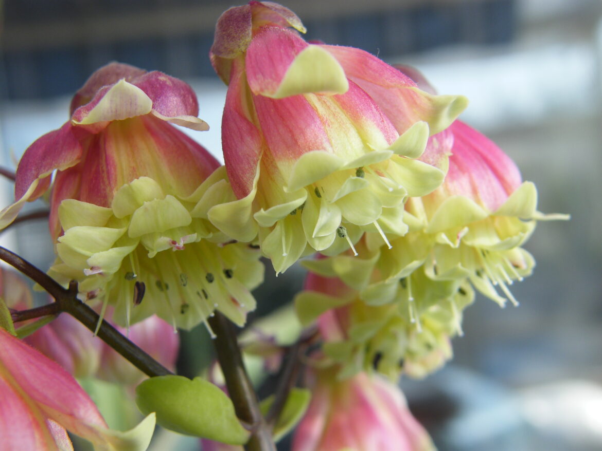 Comment faire repartir un Kalanchoe ?