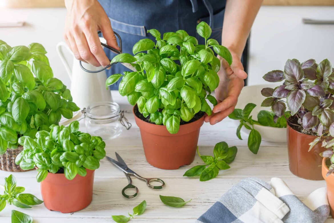 Comment faire repartir un Kalanchoe ?