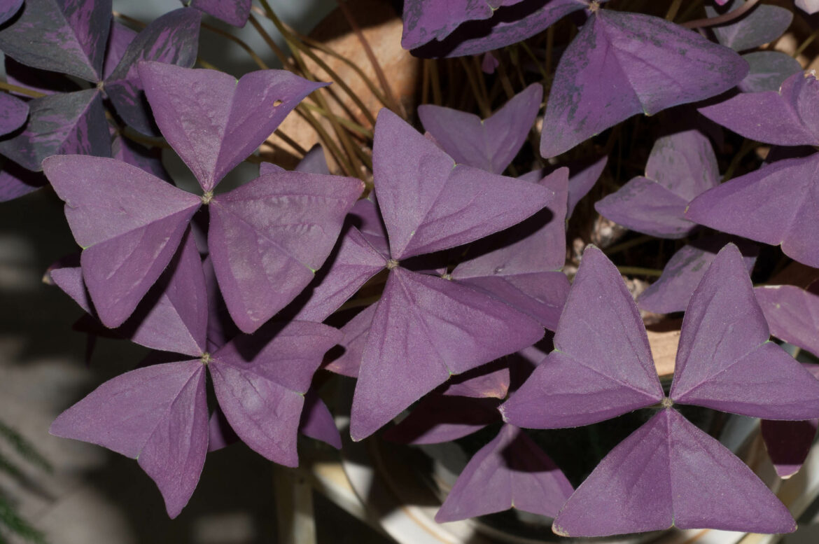 Comment faire repartir un Oxalis ?