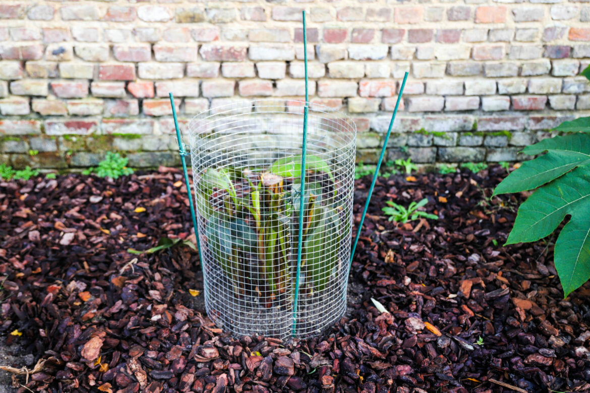 Comment faire repartir un bananier après l'hiver ?