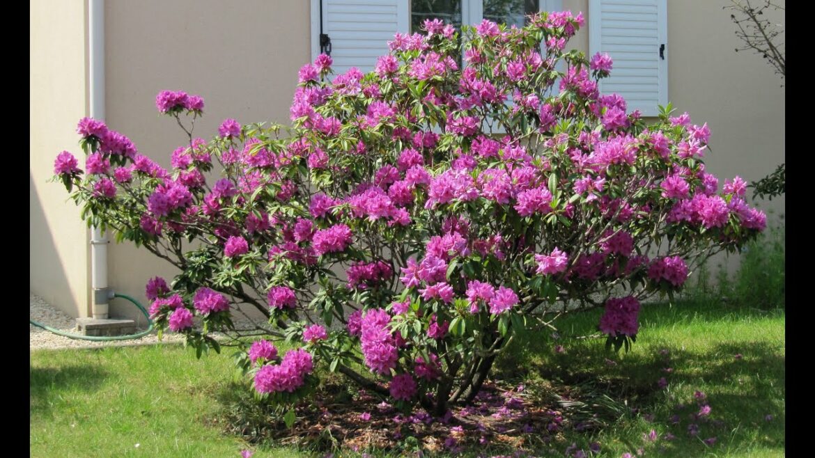 Comment faire reverdir un rhododendron ?