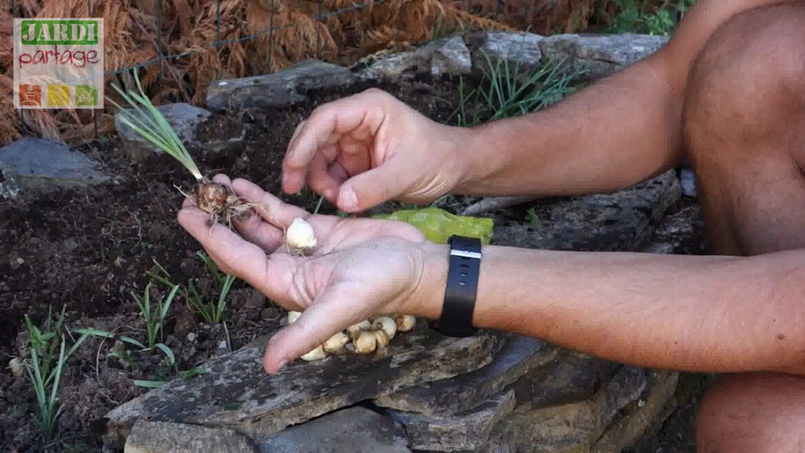Comment faire sécher des bulbes ?