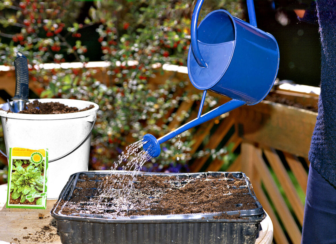 Comment faire ses semis à la maison ?