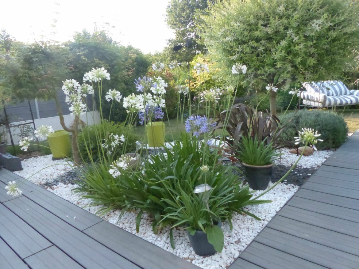 Comment faire un massif avec des agapanthes ?