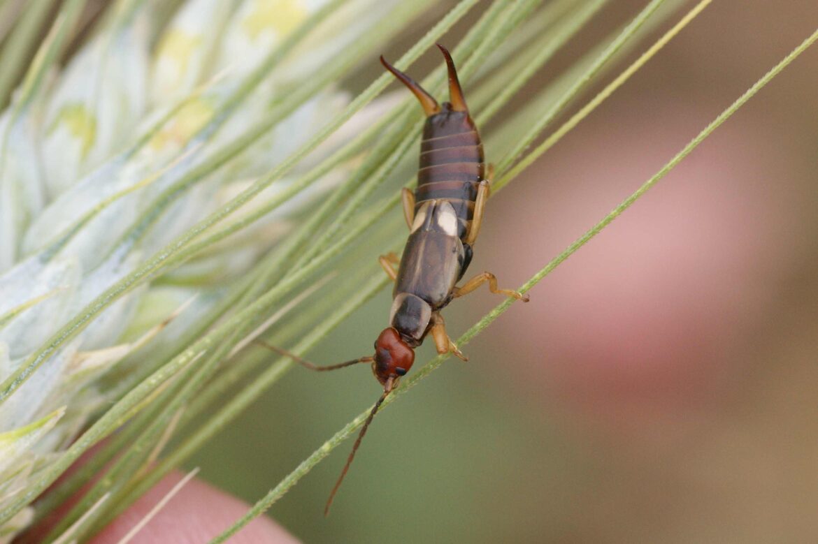 Comment faire un piège à Perce-oreille ?