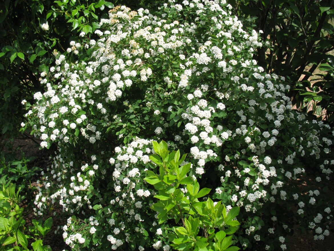 Comment faire une bouture de boules de neige ?
