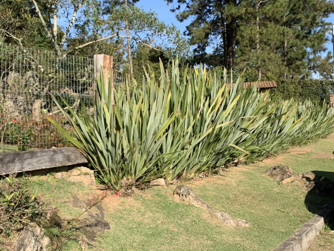 Comment faire une haie sans entretien ?