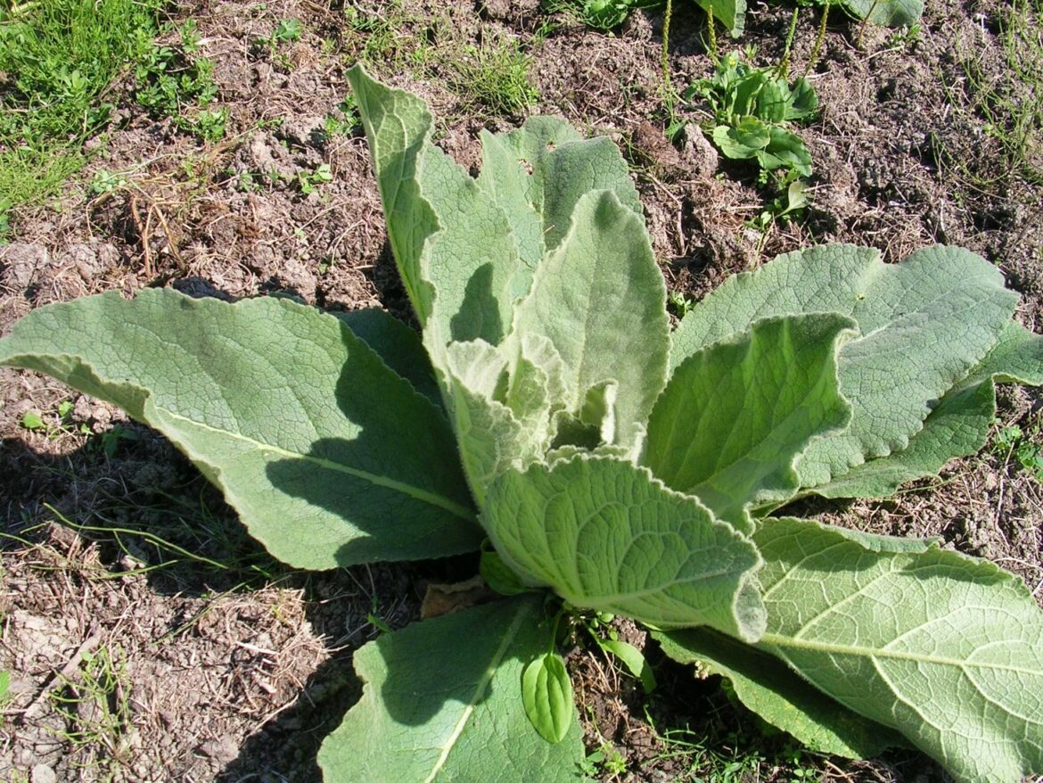 Comment faire une infusion de bouillon blanc ? Housekeeping Magazine