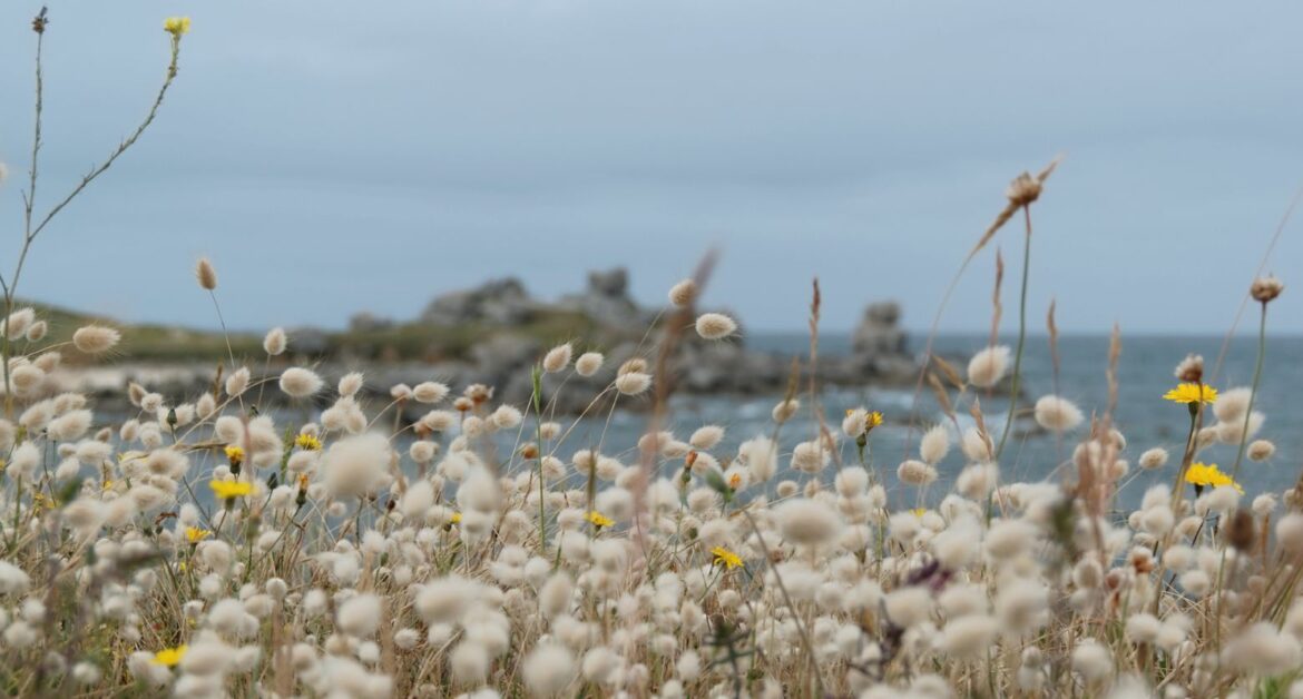 Comment faire une queue de lapin ?