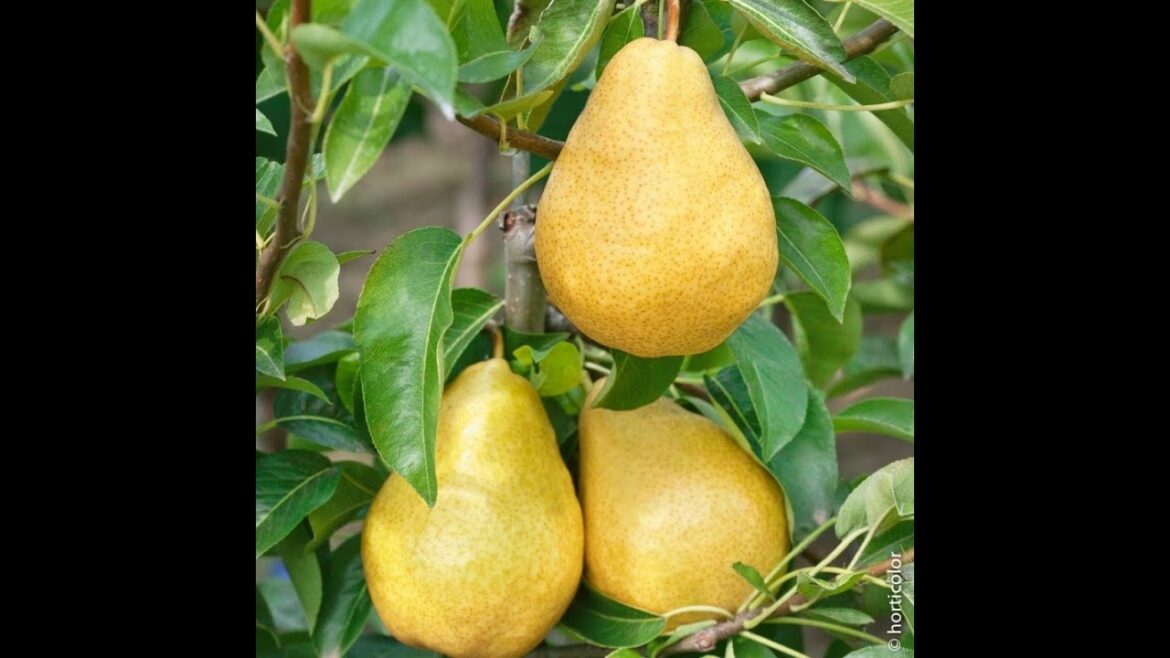 Comment favoriser la fructification ?