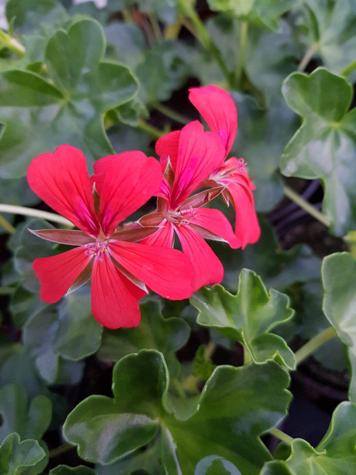 Comment garder des géraniums d'une année sur l'autre ?
