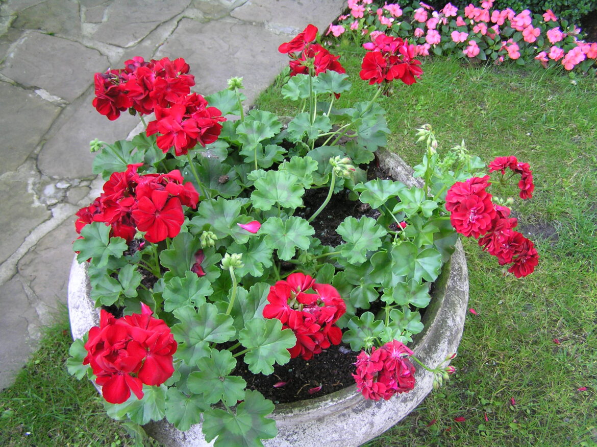 Comment garder des géraniums d'une année sur l'autre ?