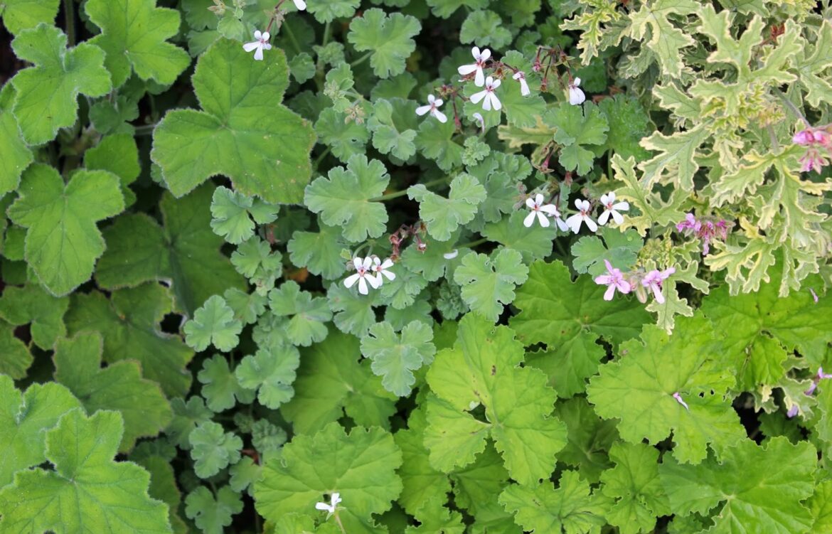 Comment garder des géraniums d'une année sur l'autre ?