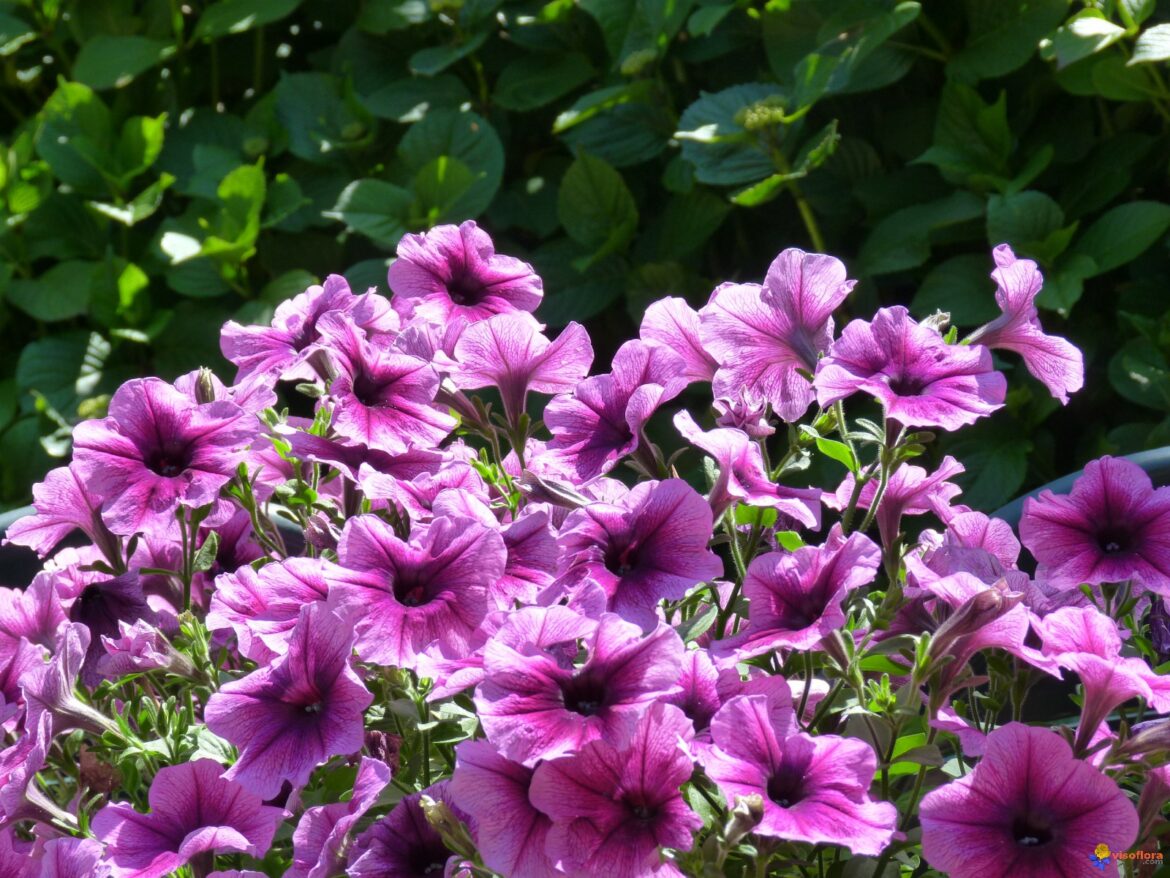 Comment garder des pétunias d'une année sur l'autre ?