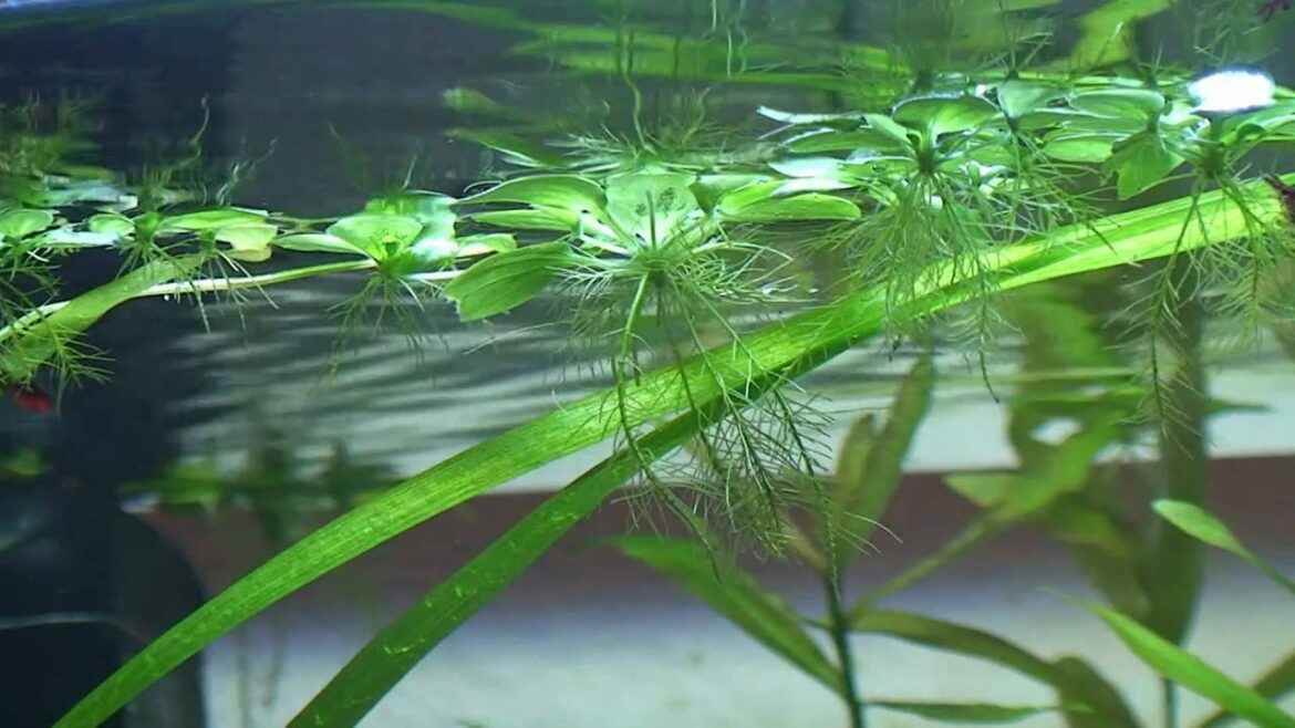 Comment garder la laitue d'eau en hiver ?