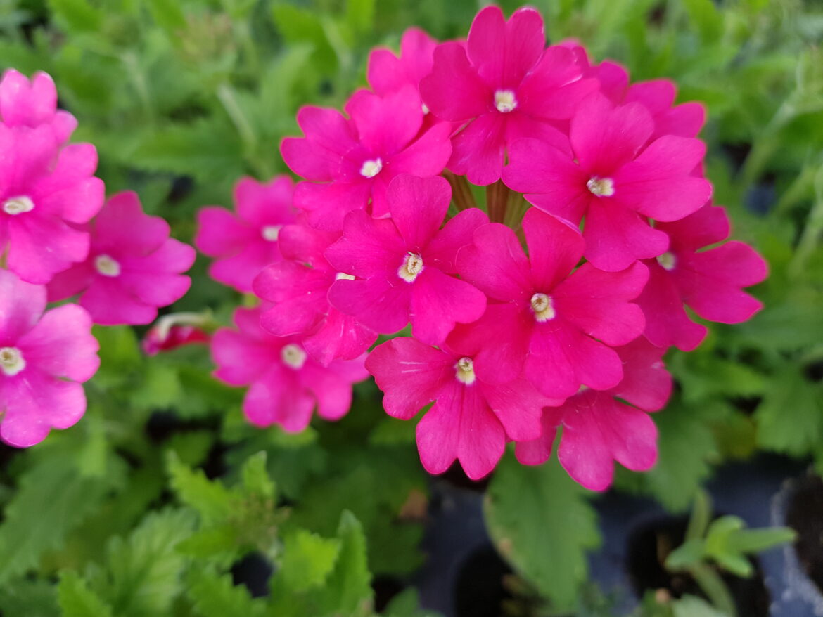 Comment garder la verveine après l'hiver ?