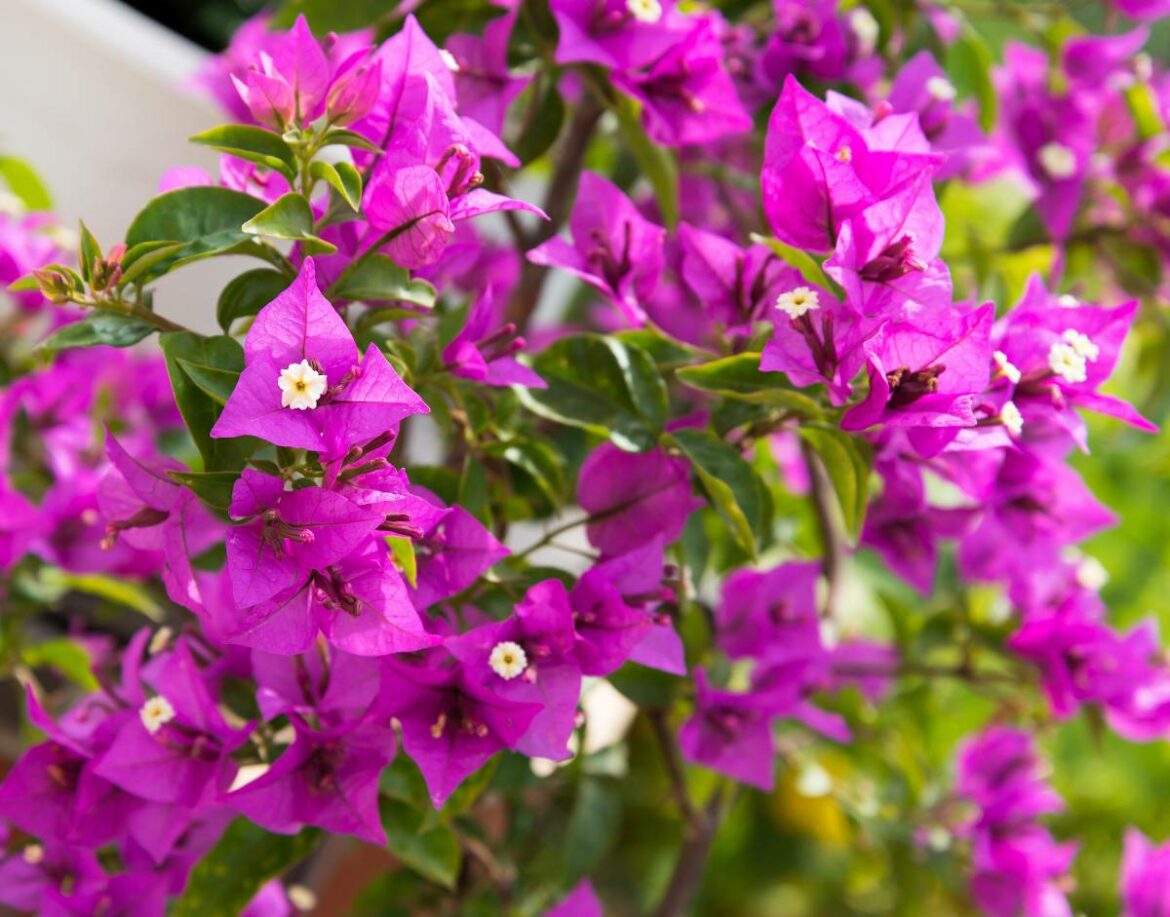 Comment garder le bougainvillier l'hiver ?